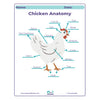 Diagram of chicken anatomy with labeled parts on a white background