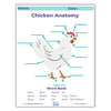 Chicken anatomy diagram with labeled parts on a white background